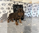 Puppy Yellow collar 1 Bloodhound