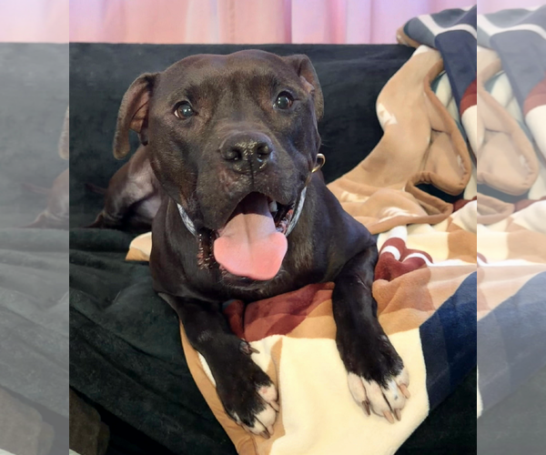 Medium Photo #1 American Staffordshire Terrier-Boxer Mix Puppy For Sale in Arlington, VA, USA