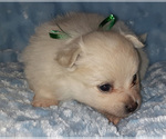 Small Photo #2 Pomeranian Puppy For Sale in LAGRANGE, IN, USA