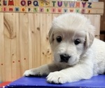Small Photo #8 Golden Shepherd Puppy For Sale in MARLBOROUGH, NH, USA