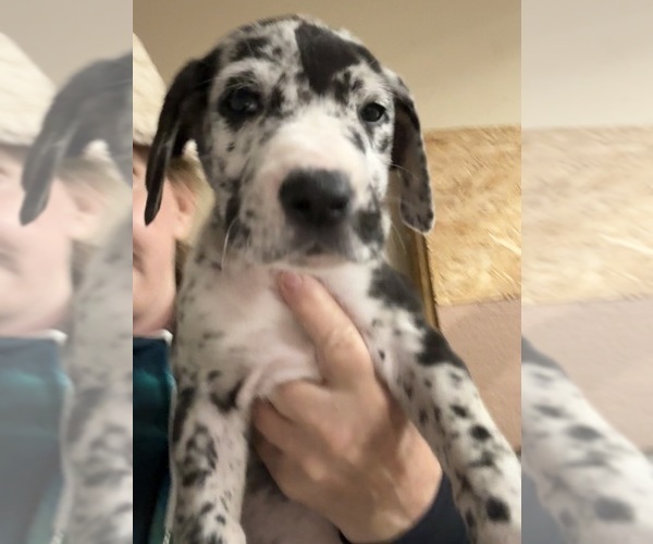 Medium Photo #3 Great Dane Puppy For Sale in CLANTON, AL, USA