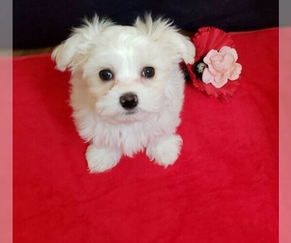 Medium Photo #2 Maltese Puppy For Sale in PISCATAWAY, NJ, USA