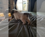 Small Photo #4 Saint Bernard Puppy For Sale in WILLIAMSBURG, CO, USA