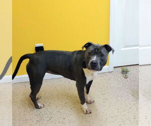 Medium American Pit Bull Terrier