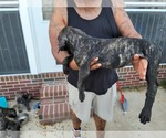 Small Photo #8 Presa Canario Puppy For Sale in SPRING LAKE, NC, USA