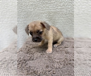 Chiweenie-Jack Russell Terrier Mix Puppy for Sale in SAINT AUGUSTINE, Florida USA