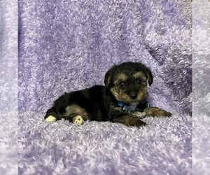 YorkiePoo Puppy for sale in JEFFERSONVILLE, IN, USA