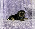 Small YorkiePoo