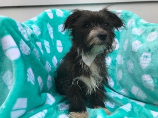 Maltipoo Puppy for sale in HONEY BROOK, PA, USA