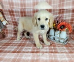 Small Photo #65 Golden Retriever Puppy For Sale in FALCON, CO, USA