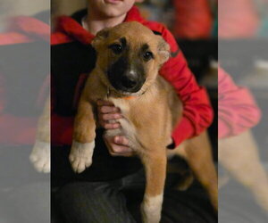 Shepradors Dogs for adoption in New London, WI, USA