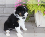 Small #2 Australian Shepherd