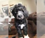 Small Photo #12 Goldendoodle Puppy For Sale in VONORE, TN, USA