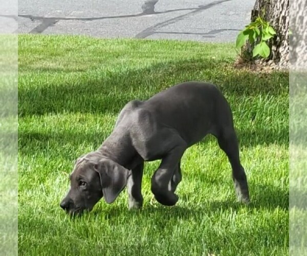 Medium Photo #6 Great Dane Puppy For Sale in BLAINE, MN, USA