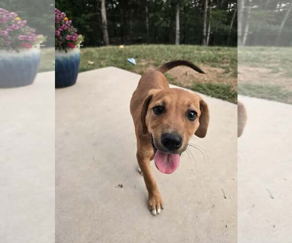 Medium Photo #4 Mutt Puppy For Sale in Hillsboro, MO, USA