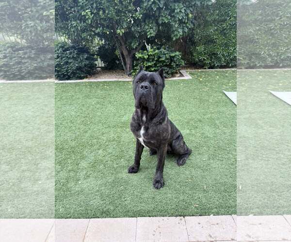 Medium Photo #3 Mutt Puppy For Sale in Goodyear, AZ, USA