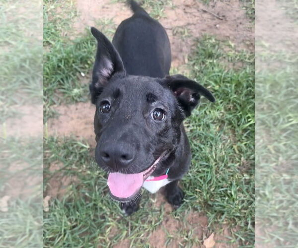 Medium Photo #37 Labrador Retriever-Unknown Mix Puppy For Sale in OKLAHOMA CITY, OK, USA
