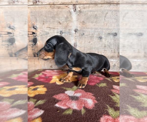 Medium Photo #11 Dachshund Puppy For Sale in VERMONTVILLE, MI, USA
