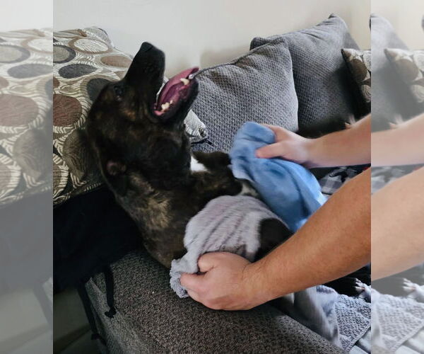 Medium Photo #2 American Pit Bull Terrier-Unknown Mix Puppy For Sale in Germantown, OH, USA