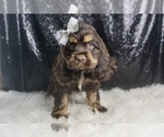 Small Photo #88 Cocker Spaniel Puppy For Sale in WARSAW, IN, USA