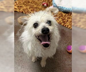 Mutt Dogs for adoption in Salinas, CA, USA