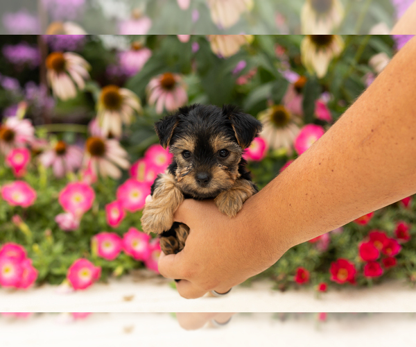 Medium Photo #2 Yorkshire Terrier Puppy For Sale in NAPPANEE, IN, USA