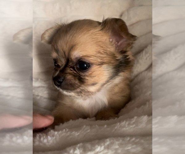 Medium Photo #6 Chihuahua Puppy For Sale in ADAMSVILLE, TN, USA