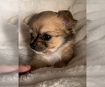 Small #5 Chihuahua