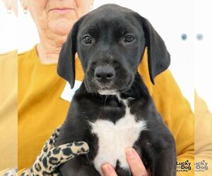 Labrador Retriever-Unknown Mix Dogs for adoption in Washington, DC, USA