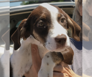 Mutt Dogs for adoption in Brooklyn, NY, USA
