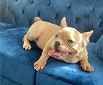 Small Photo #4 French Bulldog Puppy For Sale in TALLAHASSEE, FL, USA