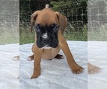 AKC Art - Male Boxer Puppy for Sale - Photo #7