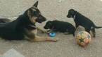 Small Photo #4 German Shepherd Dog Puppy For Sale in ODESSA, TX, USA