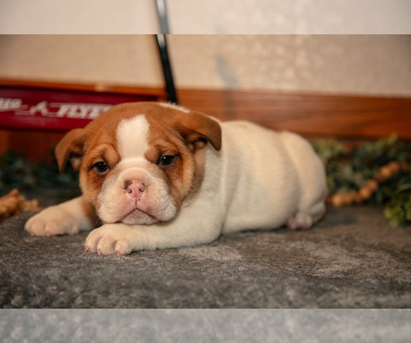 Medium Photo #2 Beabull Puppy For Sale in MILLERSBURG, OH, USA