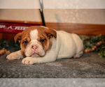 Small Photo #2 Beabull Puppy For Sale in MILLERSBURG, OH, USA