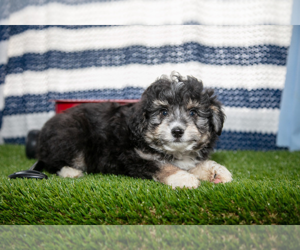Medium Photo #10 Aussiedoodle Miniature  Puppy For Sale in CLARE, MI, USA