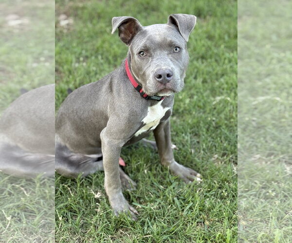 Medium Photo #1 Mutt Puppy For Sale in Rockaway, NJ, USA