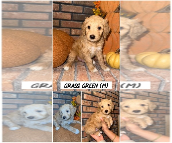 Medium Photo #1 Goldendoodle (Miniature) Puppy For Sale in FORT MYERS, FL, USA