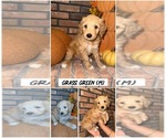 Puppy Grass green Goldendoodle (Miniature)