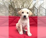Puppy Tiny Teal Labrador Retriever