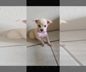 Chihuahua-Unknown Mix Dogs for adoption in Virginia Beach, VA, USA