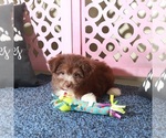 Small #3 Miniature Australian Shepherd-Poodle (Toy) Mix
