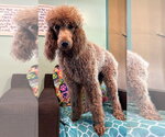 Small #6 Poodle (Standard)