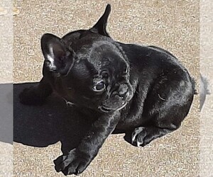 French Bulldog Puppy for sale in HOUSTON, TX, USA