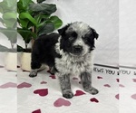 Small #2 Australian Cattle Dog-Miniature Australian Shepherd Mix