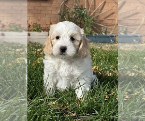 Miniature Bernedoodle Puppy for sale in LONGMONT, CO, USA