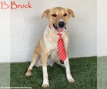 Small #3 Collie-Labrador Retriever Mix