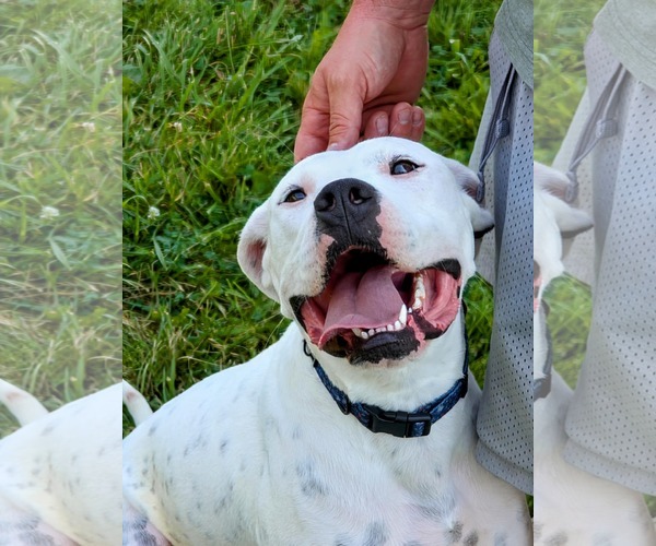Medium Photo #2 Boxer-Unknown Mix Puppy For Sale in Germantown, OH, USA