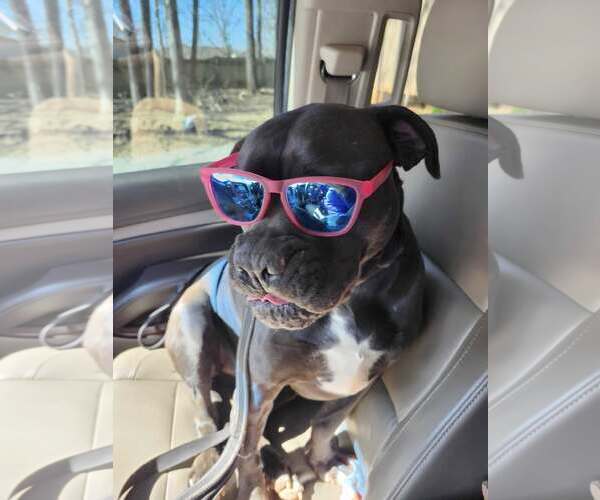 Medium Photo #2 American Bulldog-Unknown Mix Puppy For Sale in Greenville, SC, USA