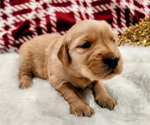 Medium Photo #4 Golden Retriever Puppy For Sale in ELMER, NJ, USA